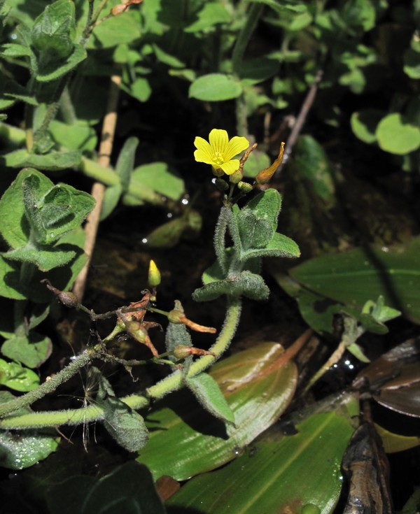 Hypericum elodes